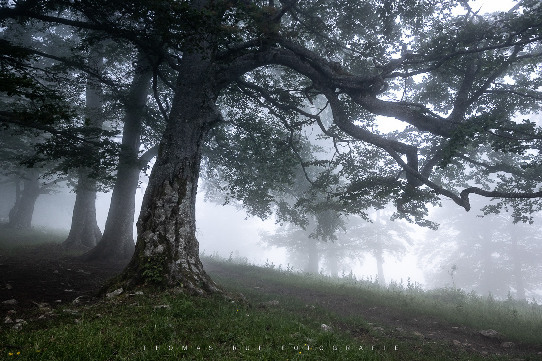 Nebelwald | Hohe Winde SO