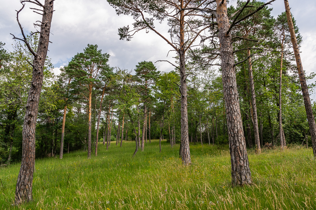 Naturschutzgebiet Chilpen | BL