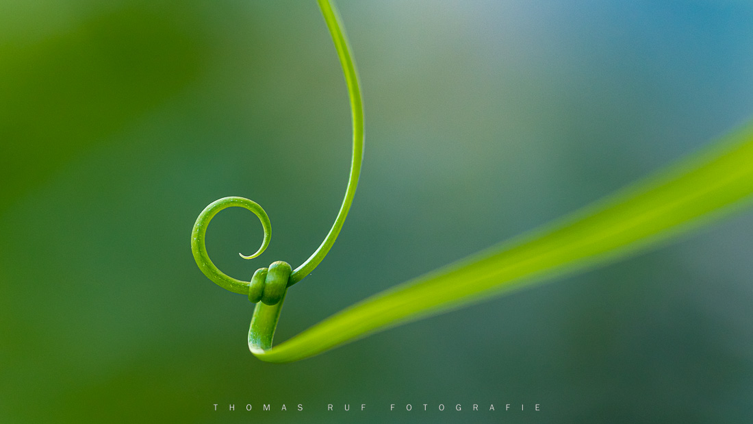 Ranke einer Gloriosa | Muttenz BL