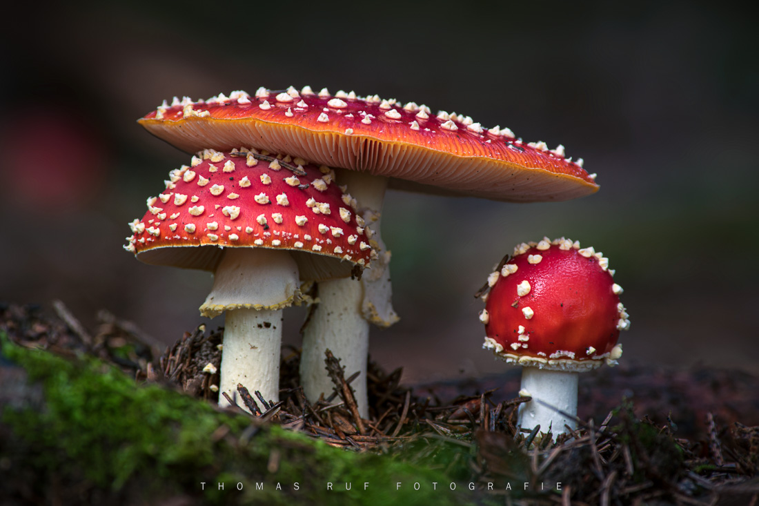 Rote Fliegenpilze (Amanita muscaria) im moosigen Wald – Makroaufnahme