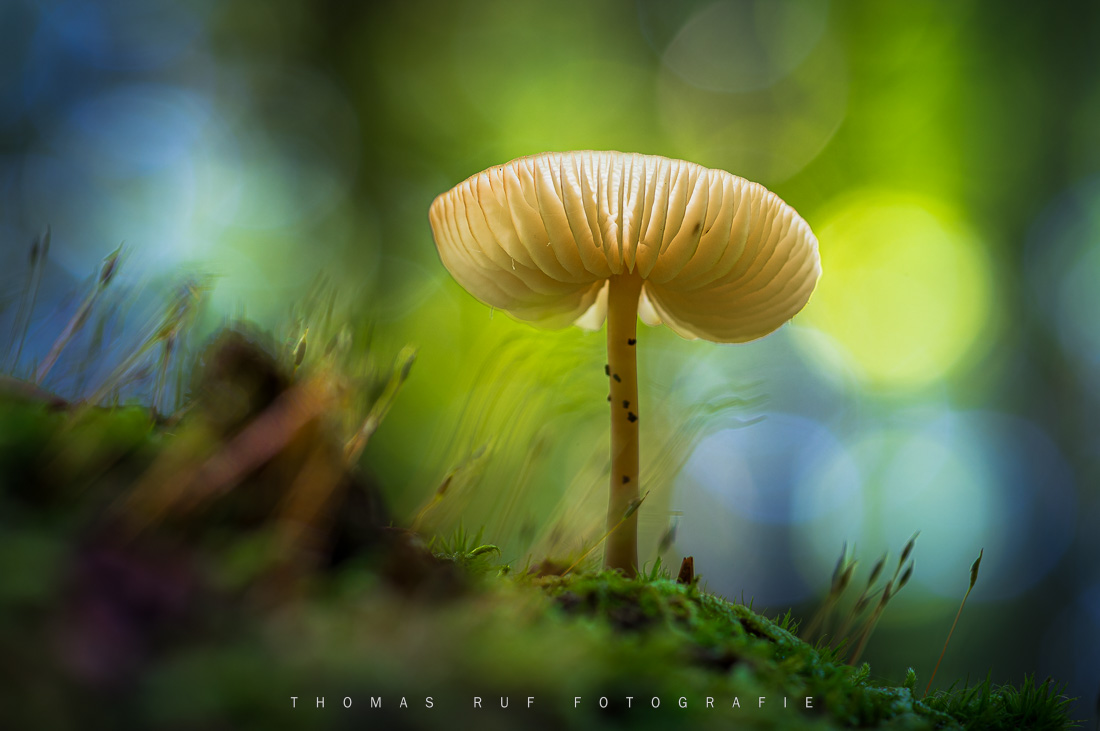 Pilzfotografie pilze fotografieren 004