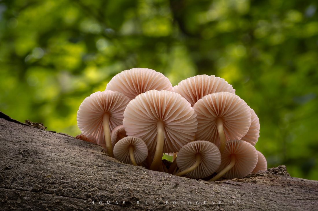 Pilzfotografie pilze fotografieren 005