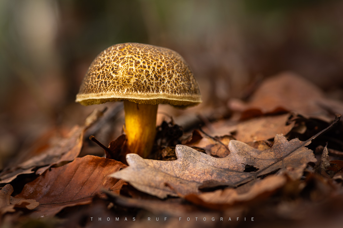 Pilzfotografie pilze fotografieren 008