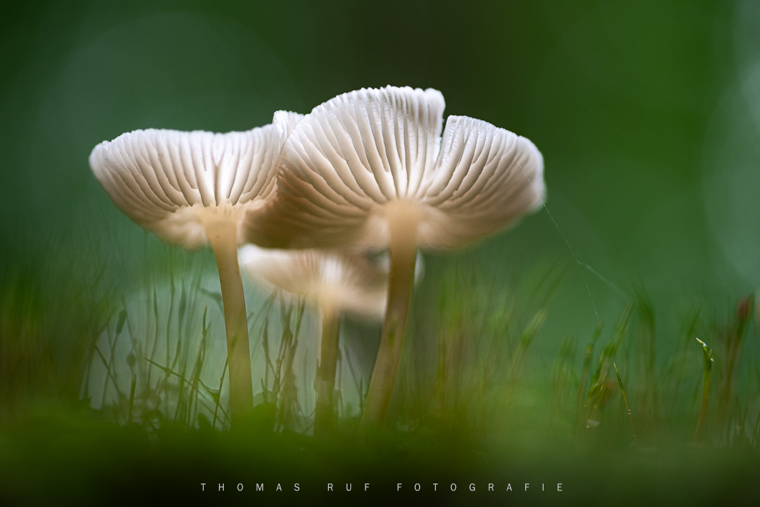 Pilzfotografie pilze fotografieren 011