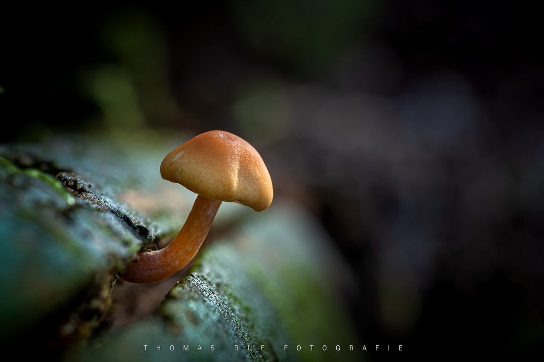 Pilzfotografie pilze fotografieren 018