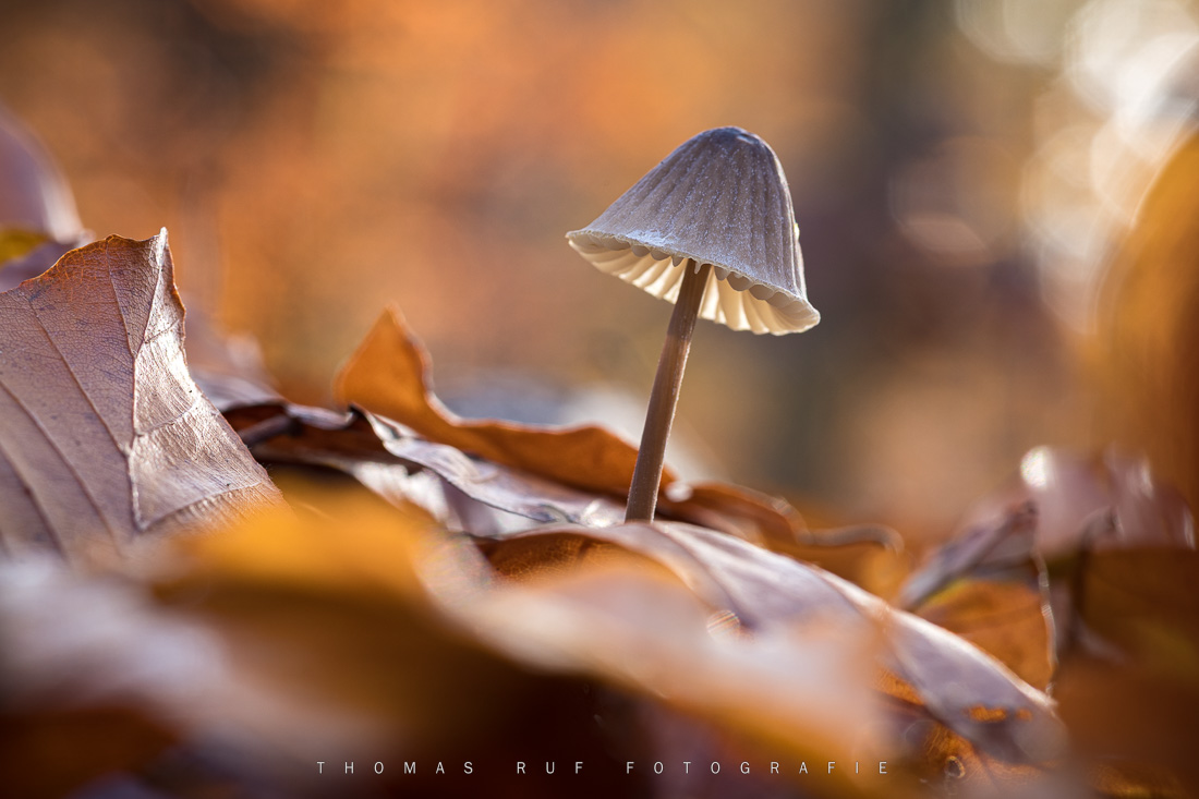 Pilzfotografie pilze fotografieren 019