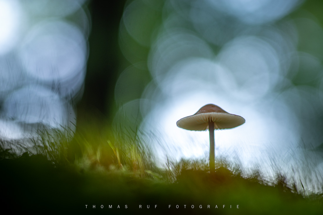 Pilzfotografie pilze fotografieren 020