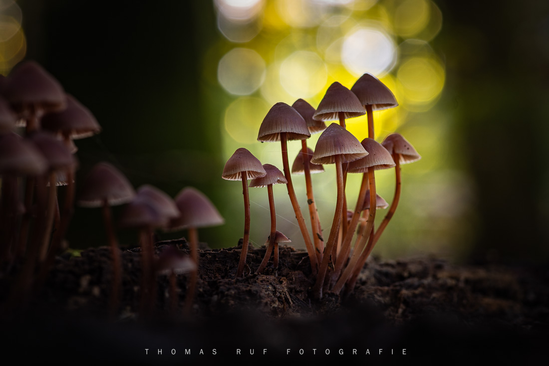 Pilzfotografie pilze fotografieren 021