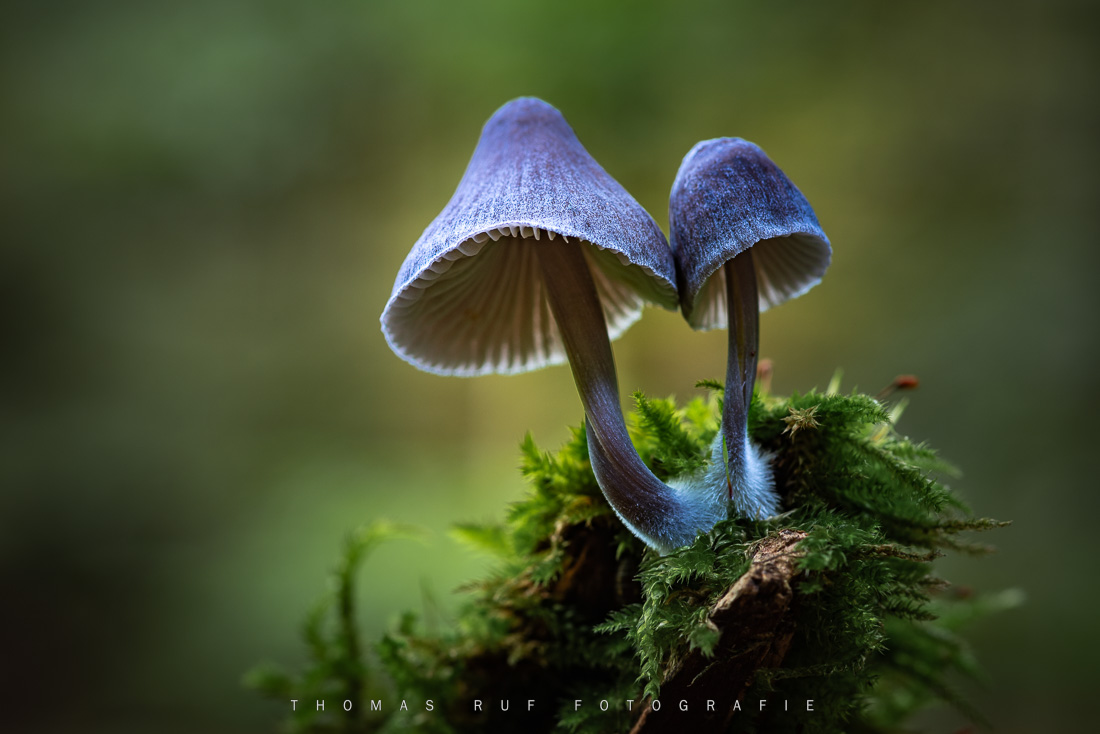 Pilzfotografie pilze fotografieren 022