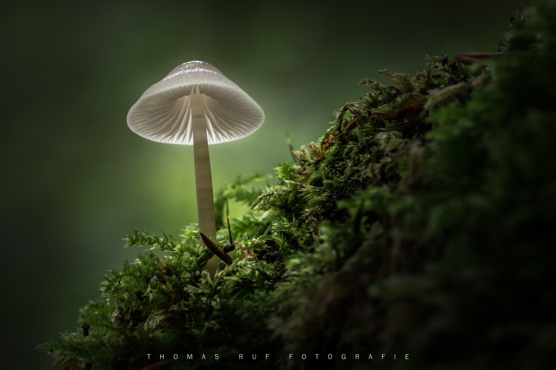 Makroaufnahme eines Rosablättrigen Helmlings (Mycena galericulata) im grünen Moos – Blick unter die Lamellen