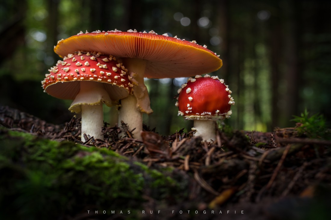 Fliegenpilzfamilie im moosbedeckten Waldboden – Naturaufnahme aus der Tiefe eines herbstlichen Schweizer Waldes