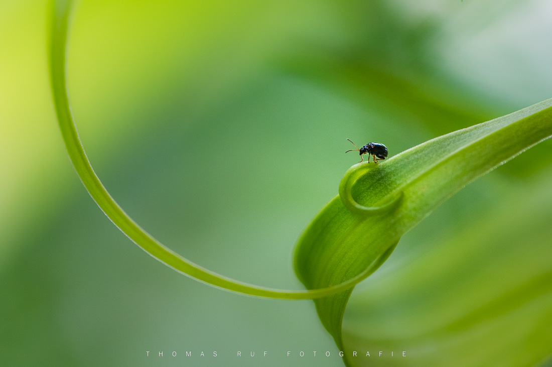 Makrofoto: Käfer vor geschwungener Pflanzenranke – eingebettet in sattes Grün