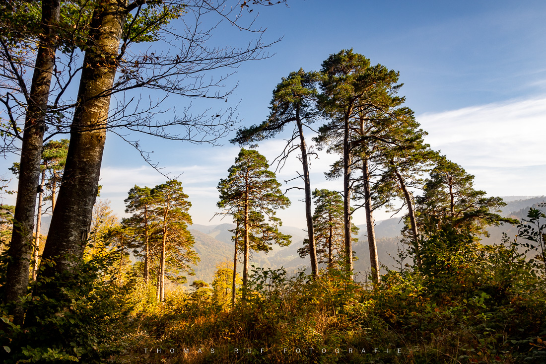 Bergföhren auf der Richtigflue bei Waldenburg im goldenen Abendlicht – Blick Richtung Hauenstein