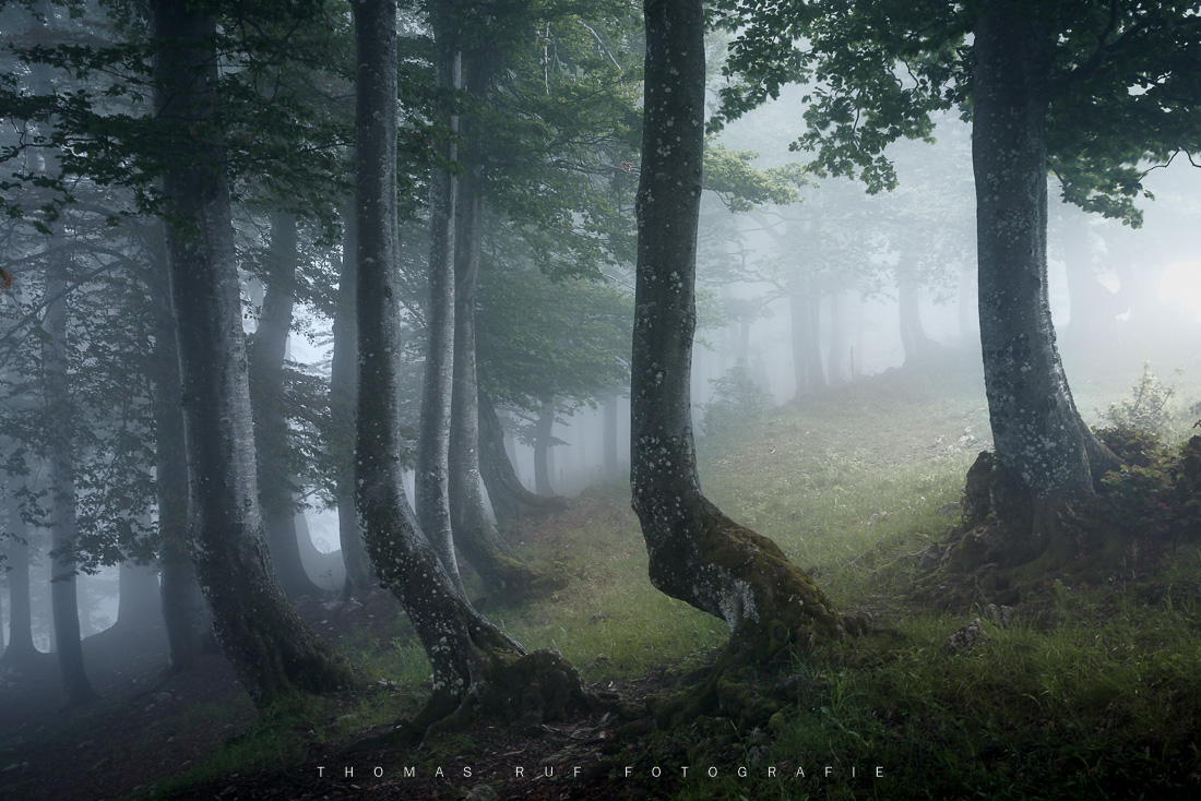 Alte Buchen im Nebelwald auf der Hohen Winde SO – stimmungsvolle Naturaufnahme mit mystischer Atmosphäre