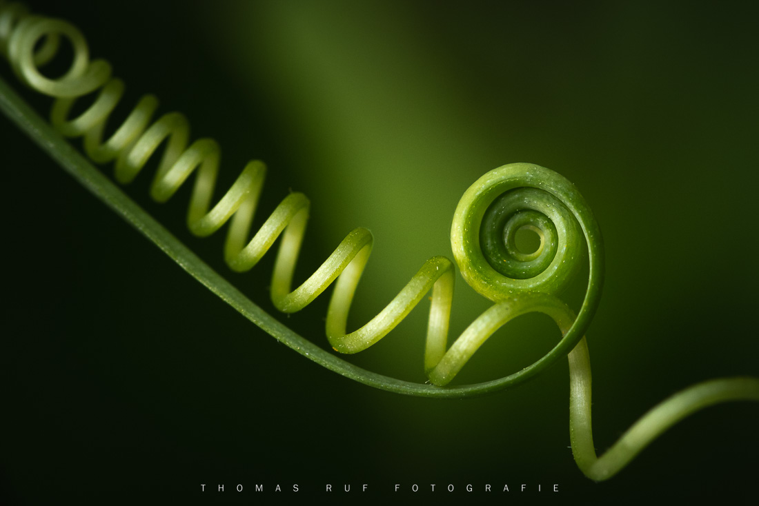 Botanische Begegnung: Rankenspirale trifft auf gleichförmig gewundene Ranke – Makroaufnahme im natürlichen Licht