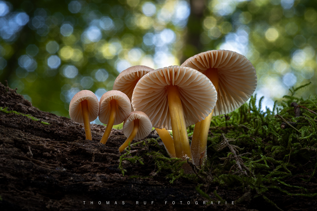Naturfotografie: Helmlinge auf umgestürztem Baumstamm – Untersicht zeigt die zarten Lamellen im Waldlicht
