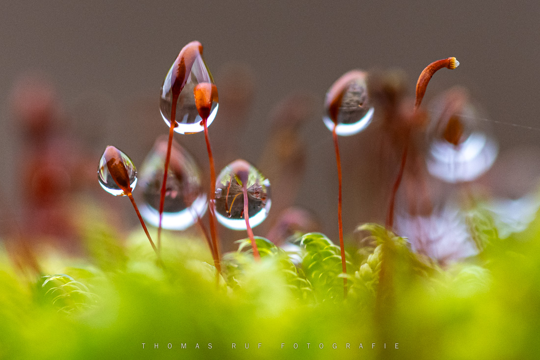Wassertropfen im grünen Moos – Makroaufnahme an einem feuchten Tag im Wald