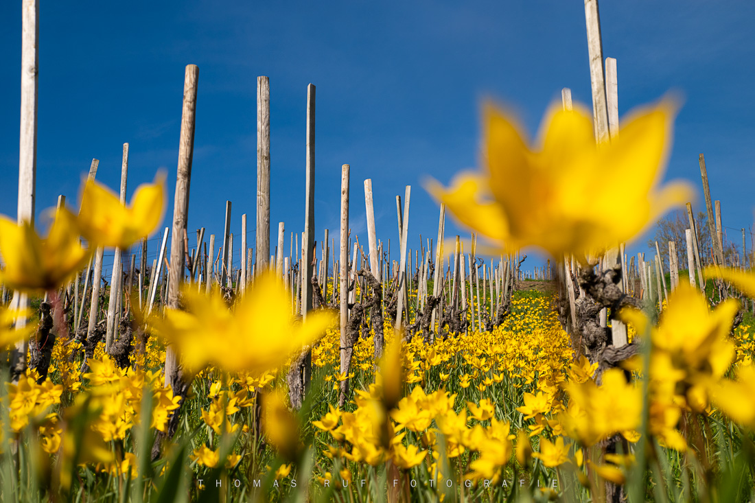 Leuchtend gelbe Tulpen auf dem Wartenberg bei Muttenz – strahlender Kontrast zum blauen Himmel