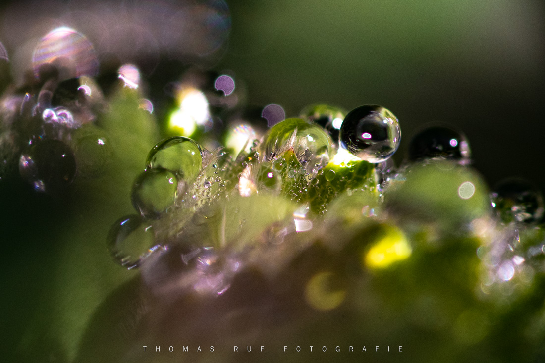 Tautropfen auf Moos im ersten Morgenlicht – Makroaufnahme mit sanften Lichtreflexen