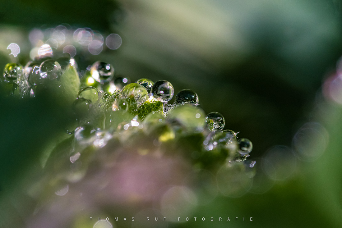 Tautropfen auf Moos im ersten Morgenlicht – Makroaufnahme mit sanften Lichtreflexen