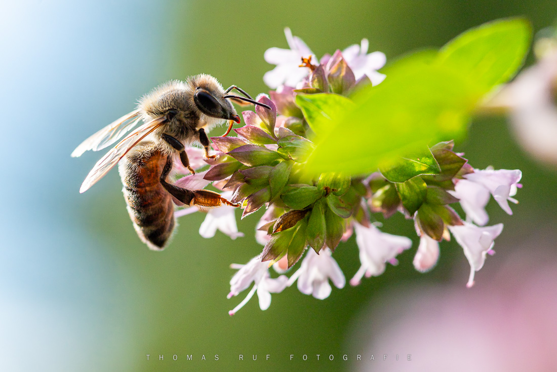 Biene im Sonnenlicht – Naturaufnahme aus dem Muttenzer Garten, eingefangen im goldenen Gegenlicht