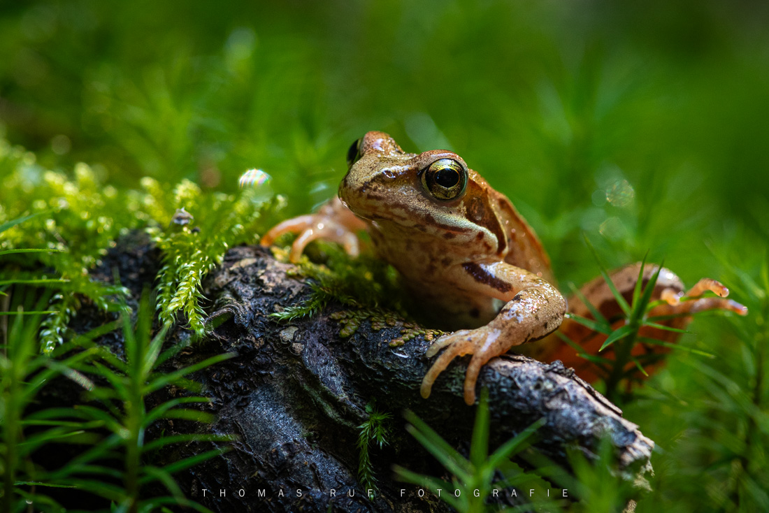 Winziger Frosch im grünen Moos – Makrofotografie aus dem Schweizer Wald